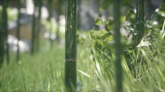 绿色竹林背景浅薄的道夫绿色竹林背景背景图片