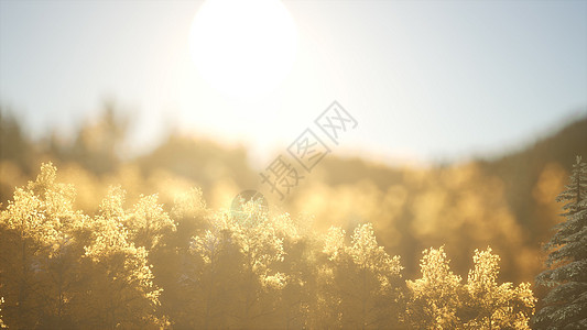 日出时的松林温暖的阳光图片