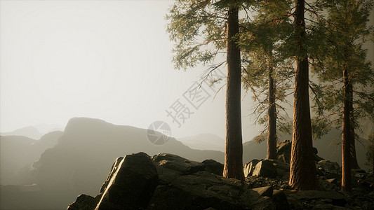 山中雾中的树图片