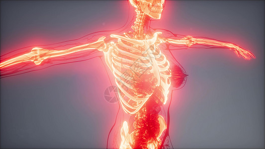 人类骨骼的医学科学片段透明的人体,有可见的骨头图片