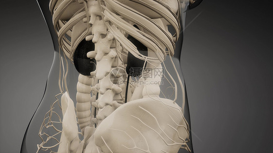 三维医学上准确地说明了肾脏医学上准确地说明肾脏图片