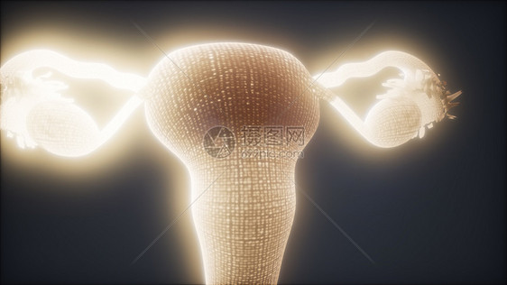 女生殖系统解剖动画女生殖系统解剖学图片