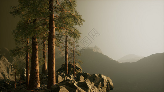山中雾中的树图片