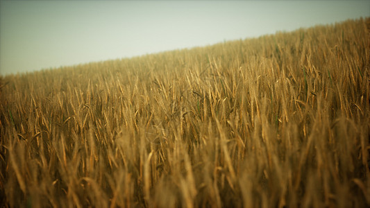 成熟的黄色黑麦田,美丽的夏季日落天空下,有云图片
