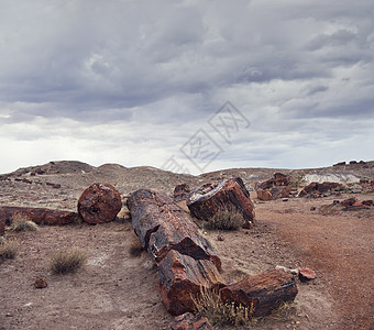 化石树干三叠纪时期石化森林公园,亚利桑那州图片