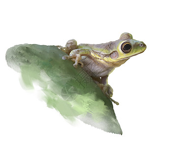 仙人掌叶子上的绿色树蛙,水彩插图图片