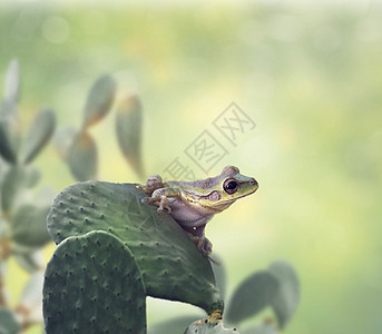 仙人掌叶子上的绿色树蛙图片
