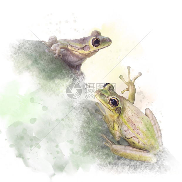 两只树蛙白色背景上水彩画高清图片下载 正版图片 摄图网