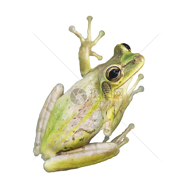 树蛙水彩隔离白色背景上高清图片下载 正版图片 摄图网