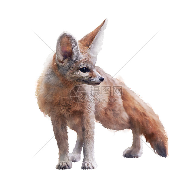 芬尼克狐狸水彩插图白色背景图片