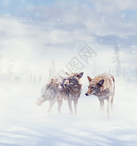 两只土狼冬天的雪中行走图片