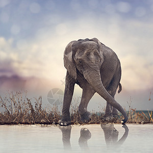 日落时,小象靠近水图片