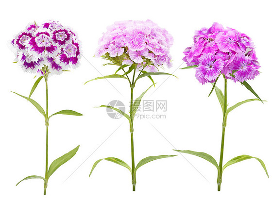 白色背景上分离的粉红色紫色康乃馨花图片