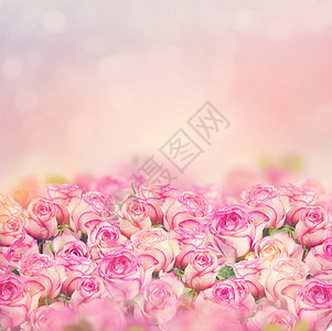 美丽的粉红色玫瑰盛开为背景图片