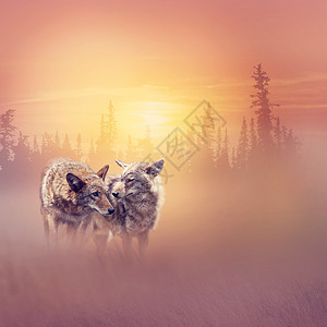 日落时荒野中的两只土狼图片