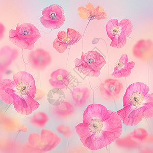 浪漫的粉彩花背景与花图片