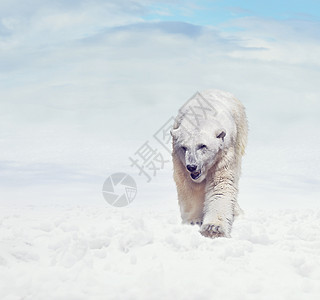 大北极熊雪地上行走图片