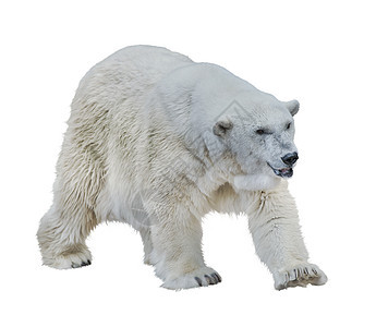 白色背景上分离的大北极熊背景图片