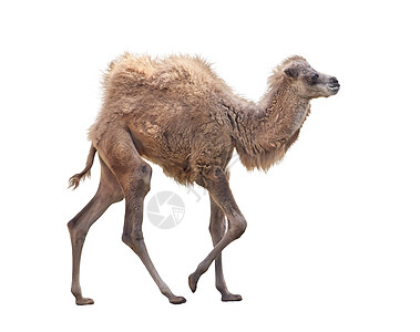 婴儿骆驼有两个驼峰,白背骆驼分离图片