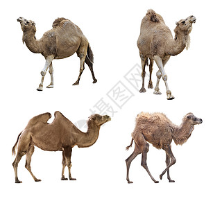 骆驼白色背景上隔离图片
