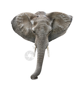 大象头孤立白色背景上图片