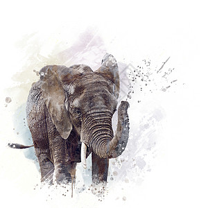 白色背景上的大象头水彩插图图片
