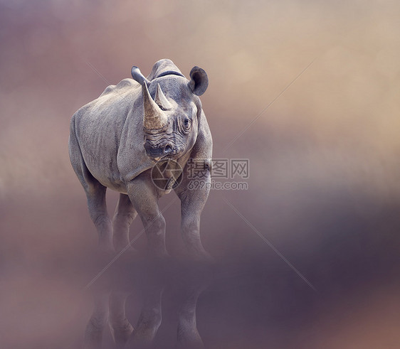 黑犀牛带反光图片