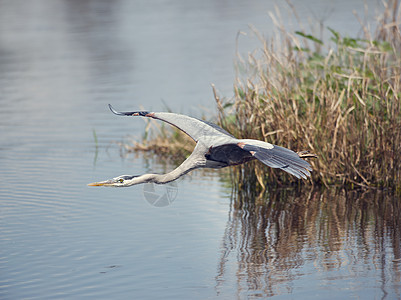 伟大的蓝色苍鹭飞越佛罗里达湿地图片