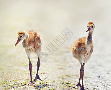 两只沙丘鹤小鸡佛罗里达湿地行走图片