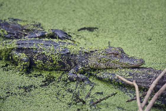 佛罗里达沼泽的原木上休息的年轻鳄鱼图片