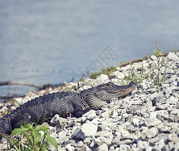 轻的鳄鱼佛罗里达湿地的湖边晒太阳图片