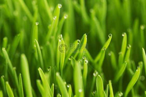 潮湿的草地背景图片