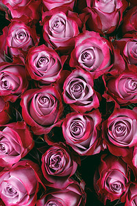 特写许多新鲜粉红色玫瑰花背景的文字情人节礼物粉红色玫瑰花背景图片