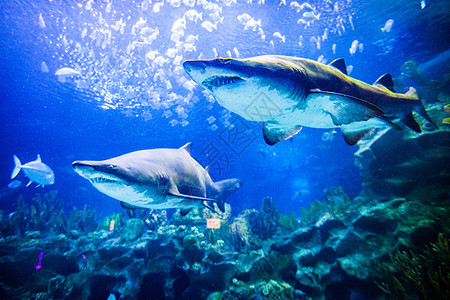两只大白鲨水下近距离观看两只鲨鱼水下的景色图片