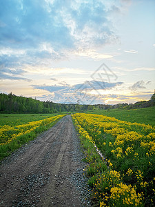 美丽的早晨景观与地面道路花草地农村地面道路图片