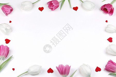 粉红色白色郁金香花心白色背景边框与隔离白人节郁金香的心框图片