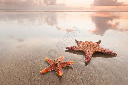 日落时海滩上的两条海星,巴厘岛,半尼雅克,双六海滩日落时海边的两条海星图片