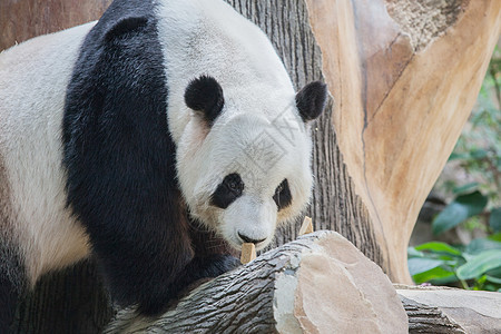 可爱的熊猫熊特写肖像熊猫熊肖像图片
