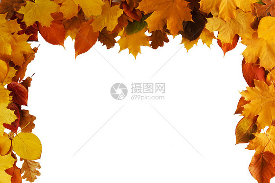 秋叶边框隔离白色背景上秋天的树叶框架图片