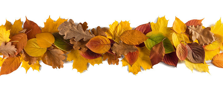 彩色秋叶条纹元素隔离白色背景上的文本秋天的叶子条纹图片