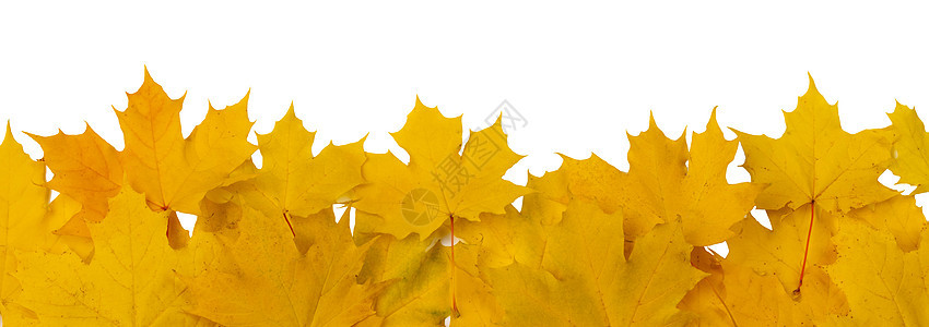 套橙色的秋天枫叶白色的背景上隔离橙色的秋天枫叶高清图片下载 正版图片 摄图网