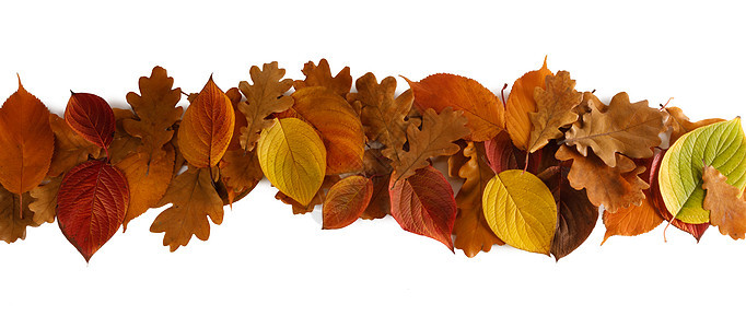 彩色秋叶条纹元素隔离白色背景上的文本秋天的叶子条纹图片