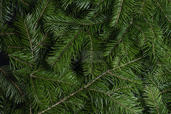 圣诞新年庆祝贺卡绿色冷杉的背景绿色杉木枝条的背景图片