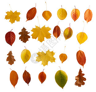 五颜六色的秋叶白色的背景上被隔离五颜六色的秋叶图片