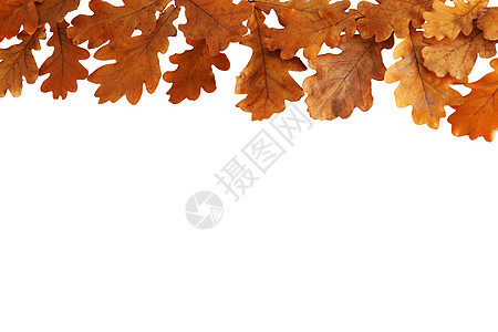 秋季橡木叶片边框隔离白色背景上秋天的橡树叶被隔离白色上图片