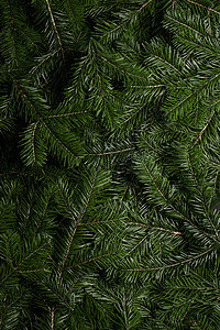 圣诞新年庆祝贺卡绿色冷杉的背景绿色杉木枝条的背景背景图片