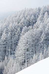 冬季景观与雪山森林覆盖的树木冬季景观与森林图片