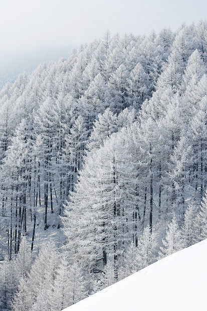 冬季景观与雪山森林覆盖的树木冬季景观与森林图片