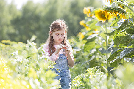 无辜的女孩站农场的向日葵植物旁边图片