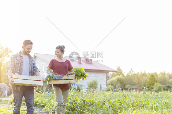 夫妇板条箱里搬运蔬菜,同时农场逆天行走图片